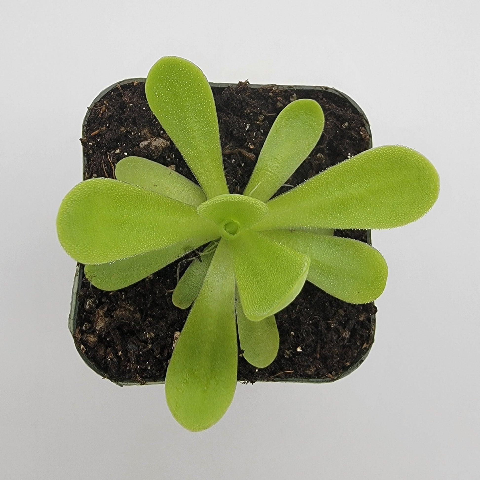 Pinguicula agnata 'True Blue' – Rare Mexican Carnivorous Butterwort | Live Plant – Butterworts