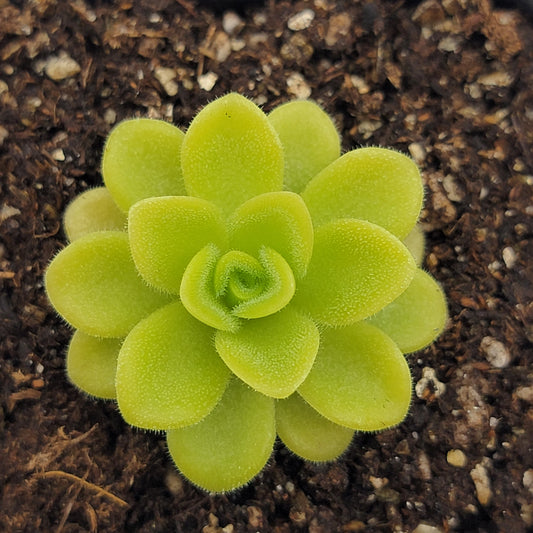 Pinguicula agnata 'True Blue' – Rare Mexican Carnivorous Butterwort | Live Plant – Butterworts