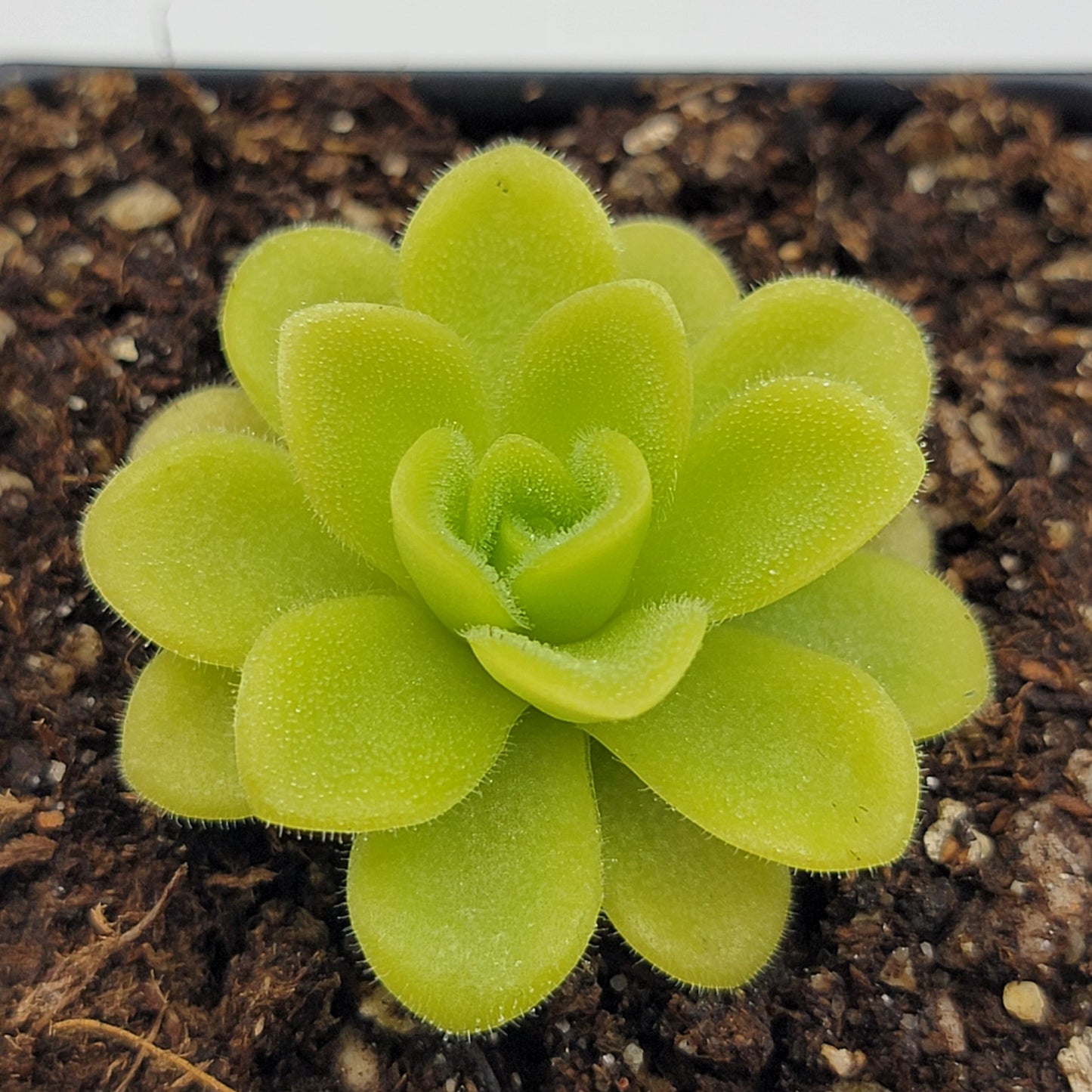 Pinguicula agnata 'True Blue' – Rare Mexican Carnivorous Butterwort | Live Plant – Butterworts