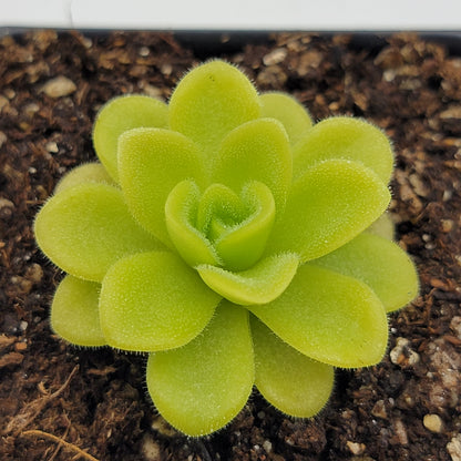 Pinguicula agnata 'True Blue' – Rare Mexican Carnivorous Butterwort | Live Plant – Butterworts
