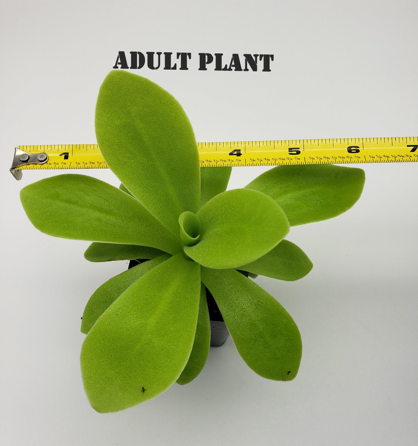 Pinguicula agnata "True Blue" x gigantea – Rare Hybrid Carnivorous Butterwort | Live Plant – Butterworts