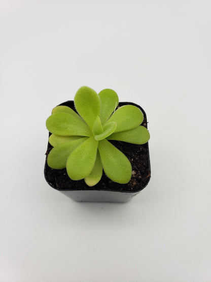 Pinguicula agnata "True Blue" x gigantea – Rare Hybrid Carnivorous Butterwort | Live Plant – Butterworts