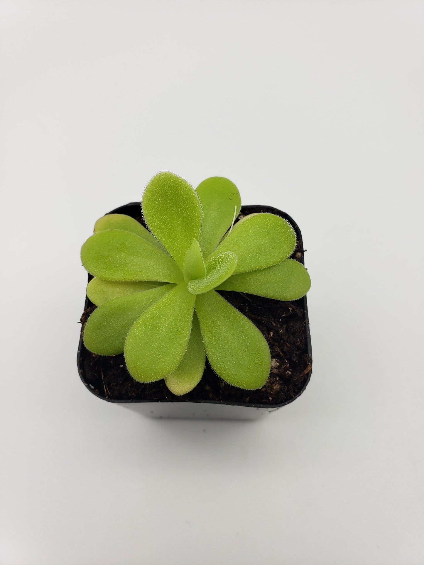 Pinguicula agnata "True Blue" x gigantea – Rare Hybrid Carnivorous Butterwort | Live Plant – Butterworts