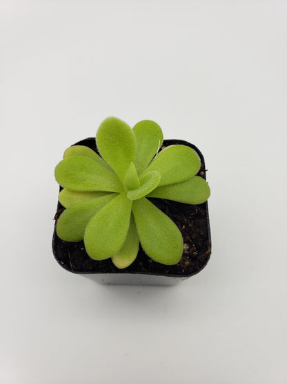 Pinguicula agnata "True Blue" x gigantea – Rare Hybrid Carnivorous Butterwort | Live Plant – Butterworts