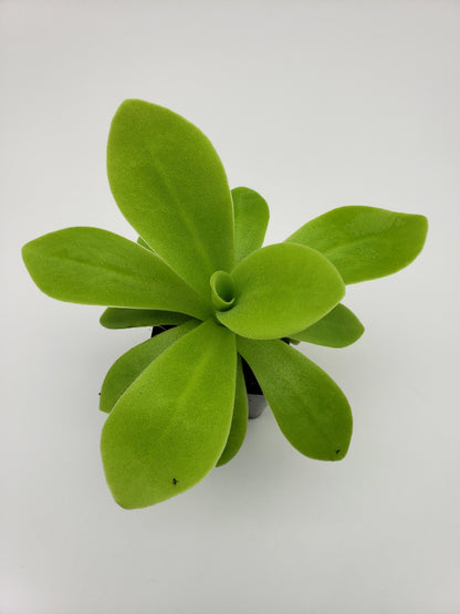 Pinguicula agnata "True Blue" x gigantea – Rare Hybrid Carnivorous Butterwort | Live Plant – Butterworts