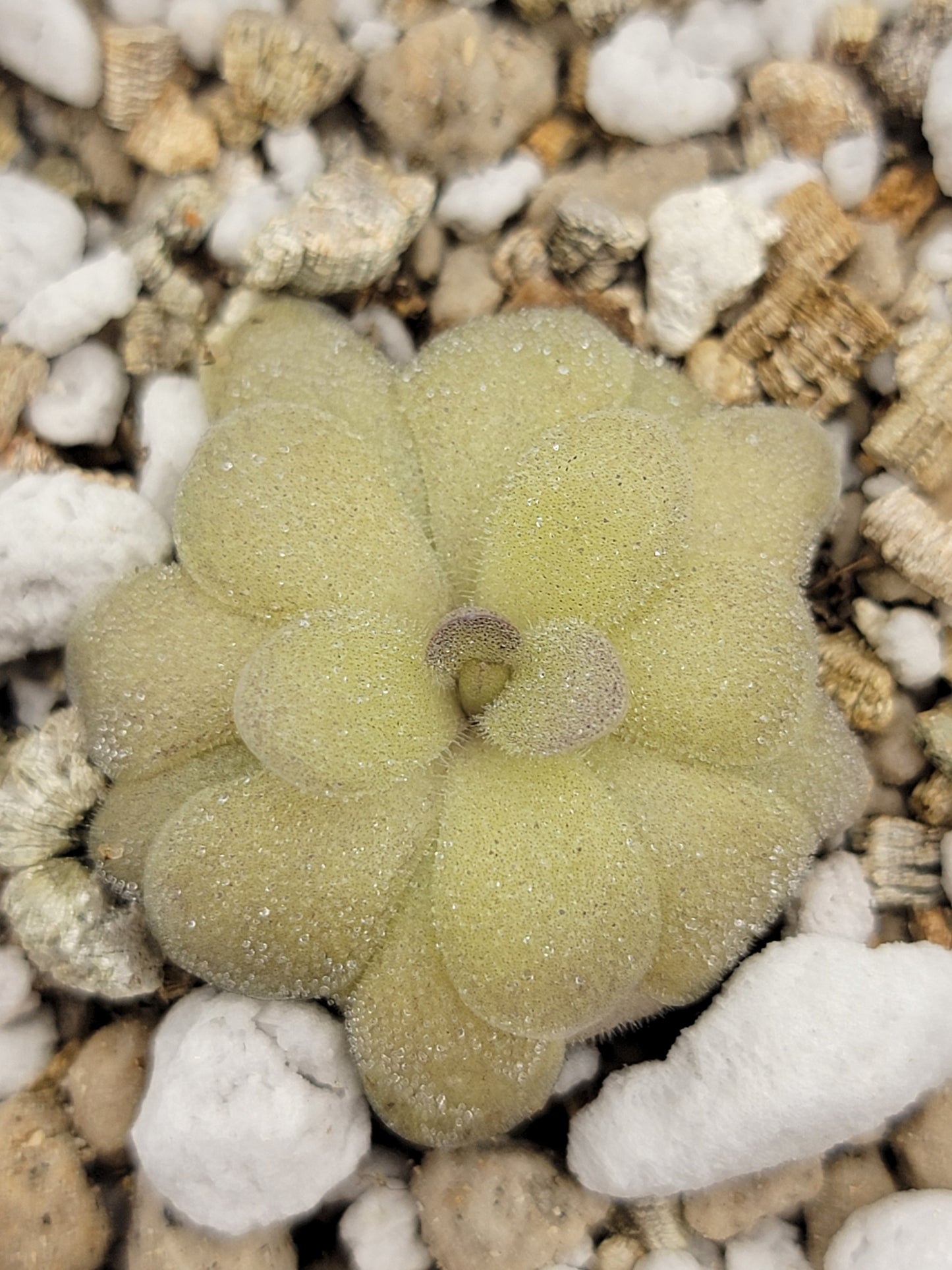 Pinguicula agnata "True Blue" x hemiepiphytica – Rare Hybrid Carnivorous Butterwort | Live Plant – Butterworts