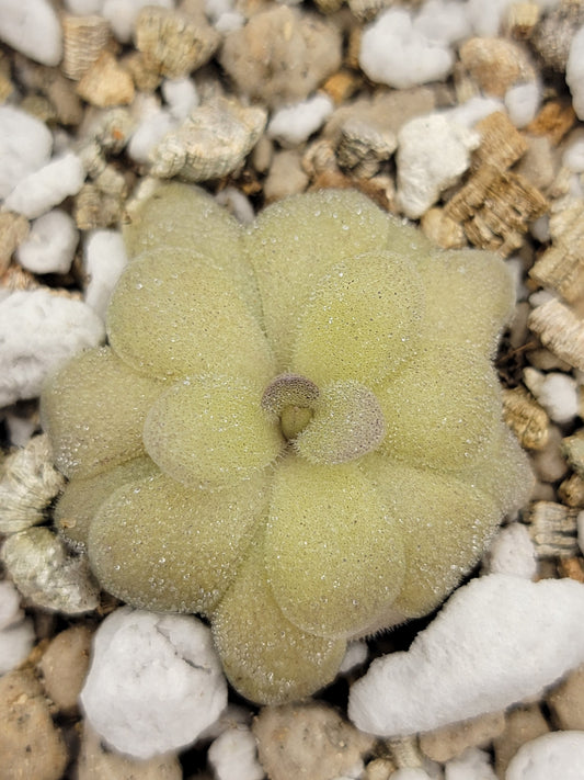 Pinguicula agnata "True Blue" x hemiepiphytica – Rare Hybrid Carnivorous Butterwort | Live Plant – Butterworts