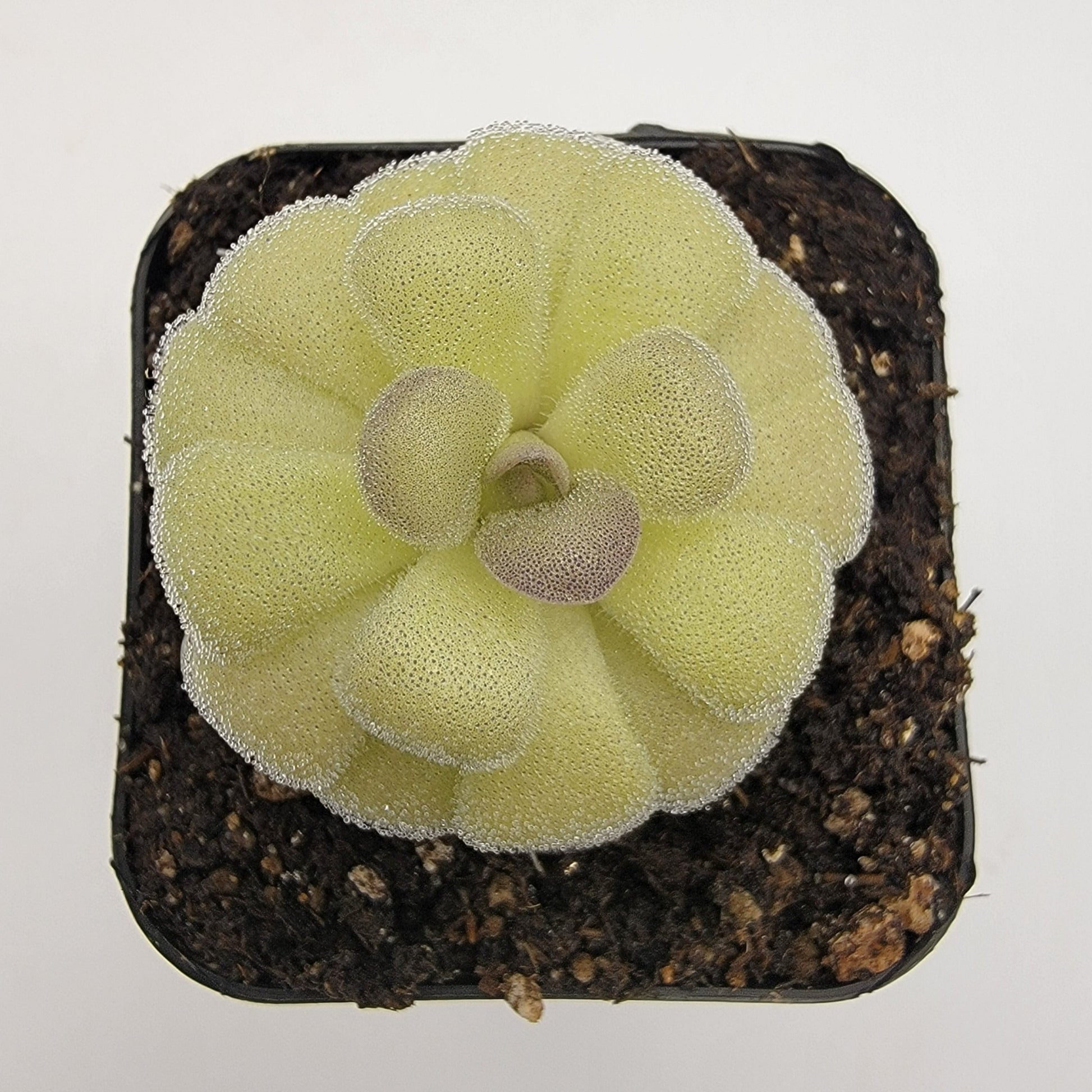 Pinguicula agnata "True Blue" x hemiepiphytica – Rare Hybrid Carnivorous Butterwort | Live Plant – Butterworts