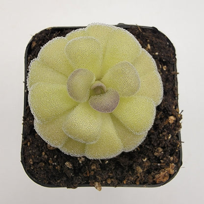Pinguicula agnata "True Blue" x hemiepiphytica – Rare Hybrid Carnivorous Butterwort | Live Plant – Butterworts