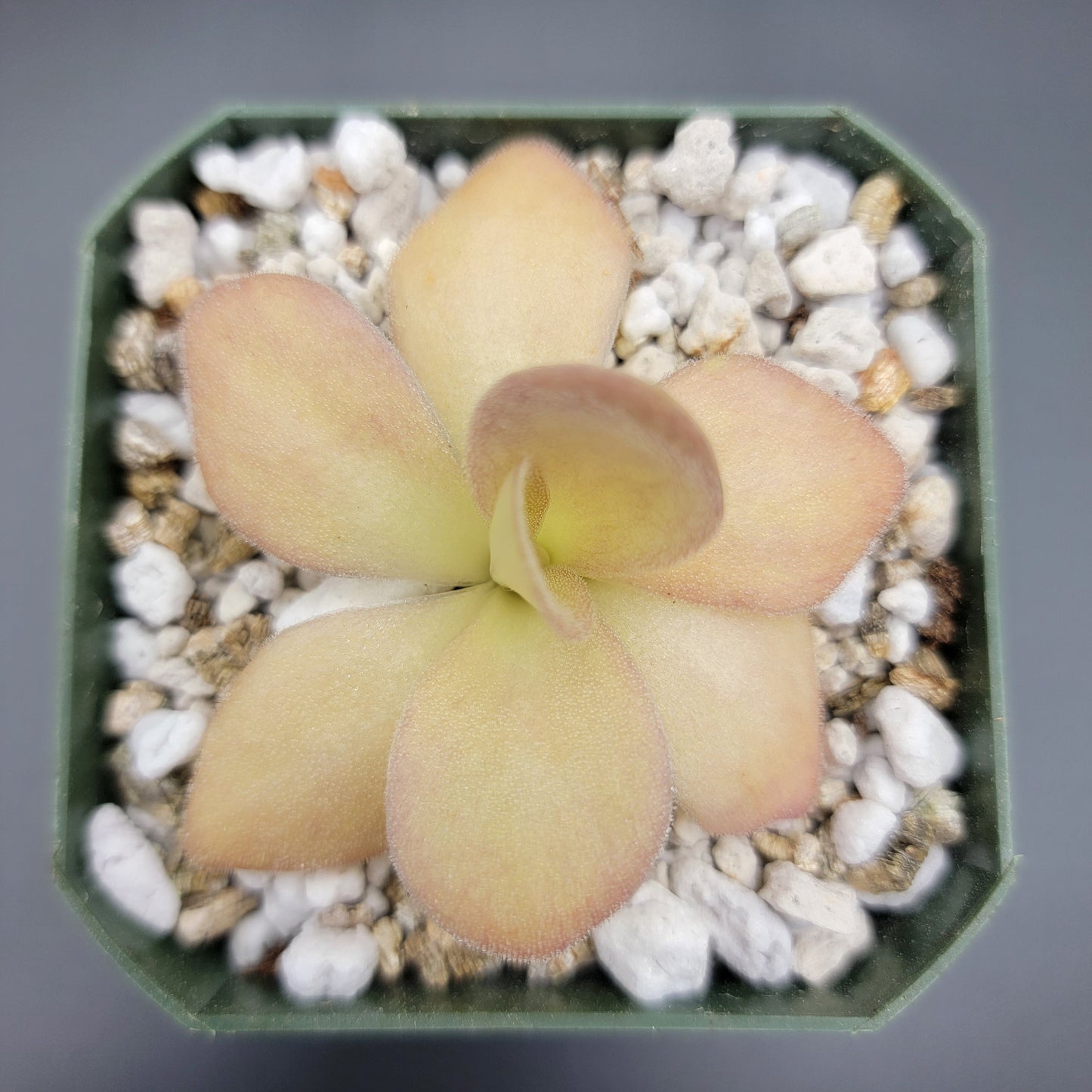 Pinguicula agnata – Carnivorous Butterwort from Mexico – Butterworts