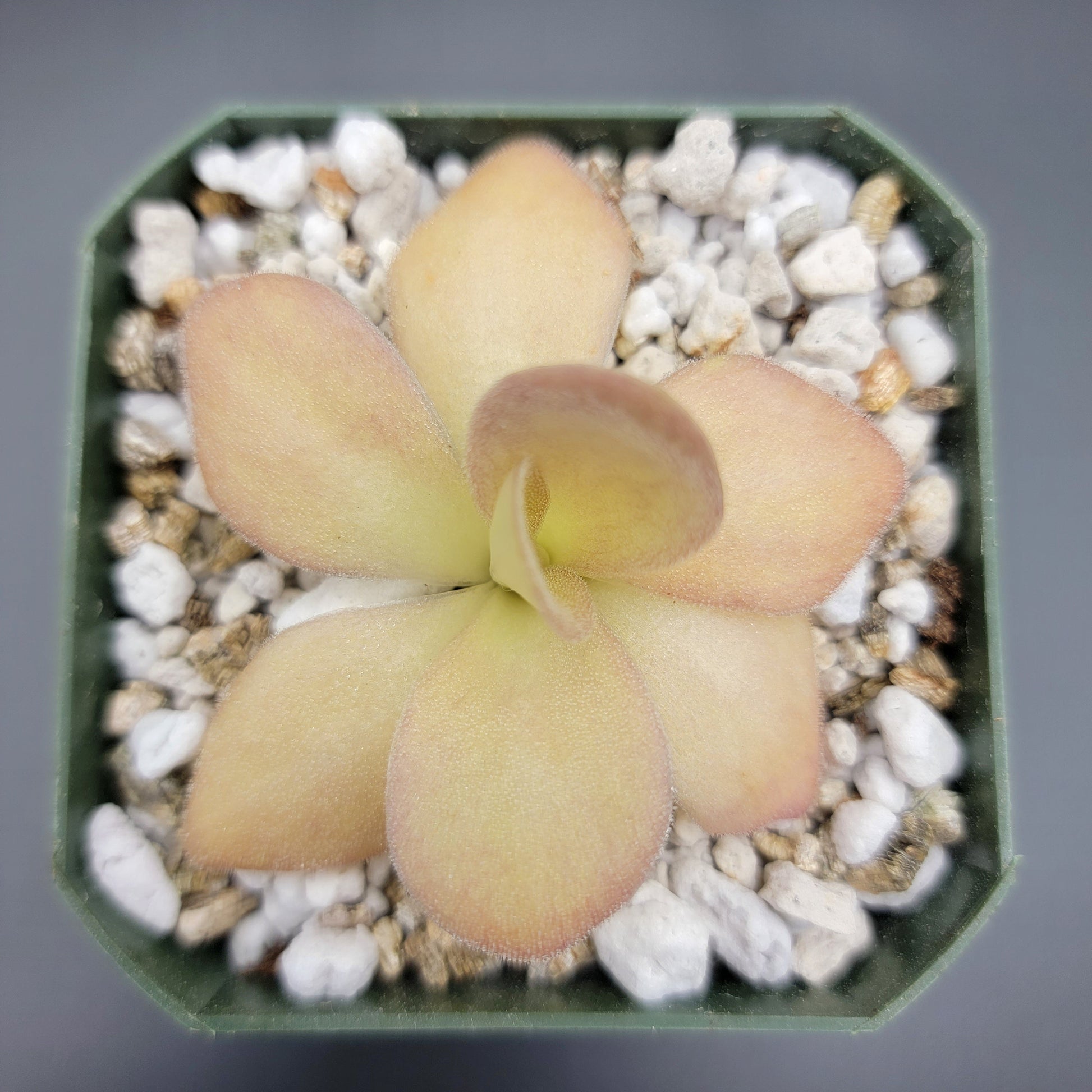 Pinguicula agnata – Carnivorous Butterwort from Mexico – Butterworts