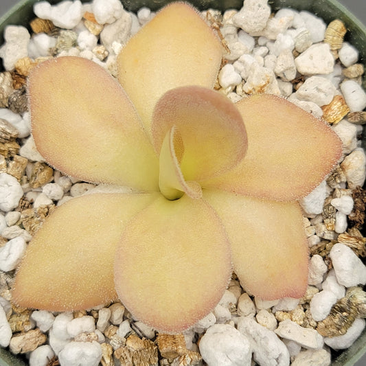 Pinguicula agnata – Carnivorous Butterwort from Mexico – Butterworts