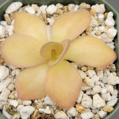 Pinguicula agnata – Carnivorous Butterwort from Mexico – Butterworts