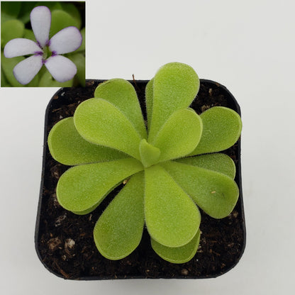 Pinguicula agnata "True Blue" x gigantea – Rare Hybrid Carnivorous Butterwort | Live Plant – Butterworts