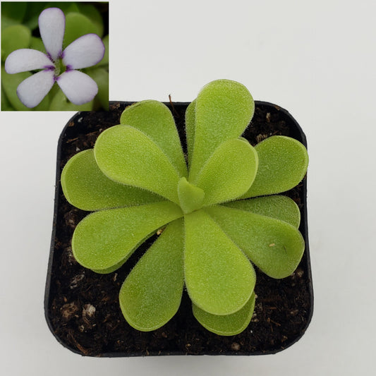 Pinguicula agnata "True Blue" x gigantea – Rare Hybrid Carnivorous Butterwort | Live Plant – Butterworts