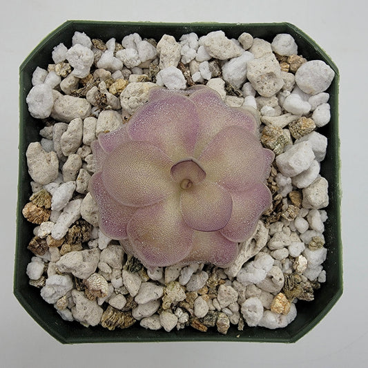 Pinguicula agnata x cyclosecta