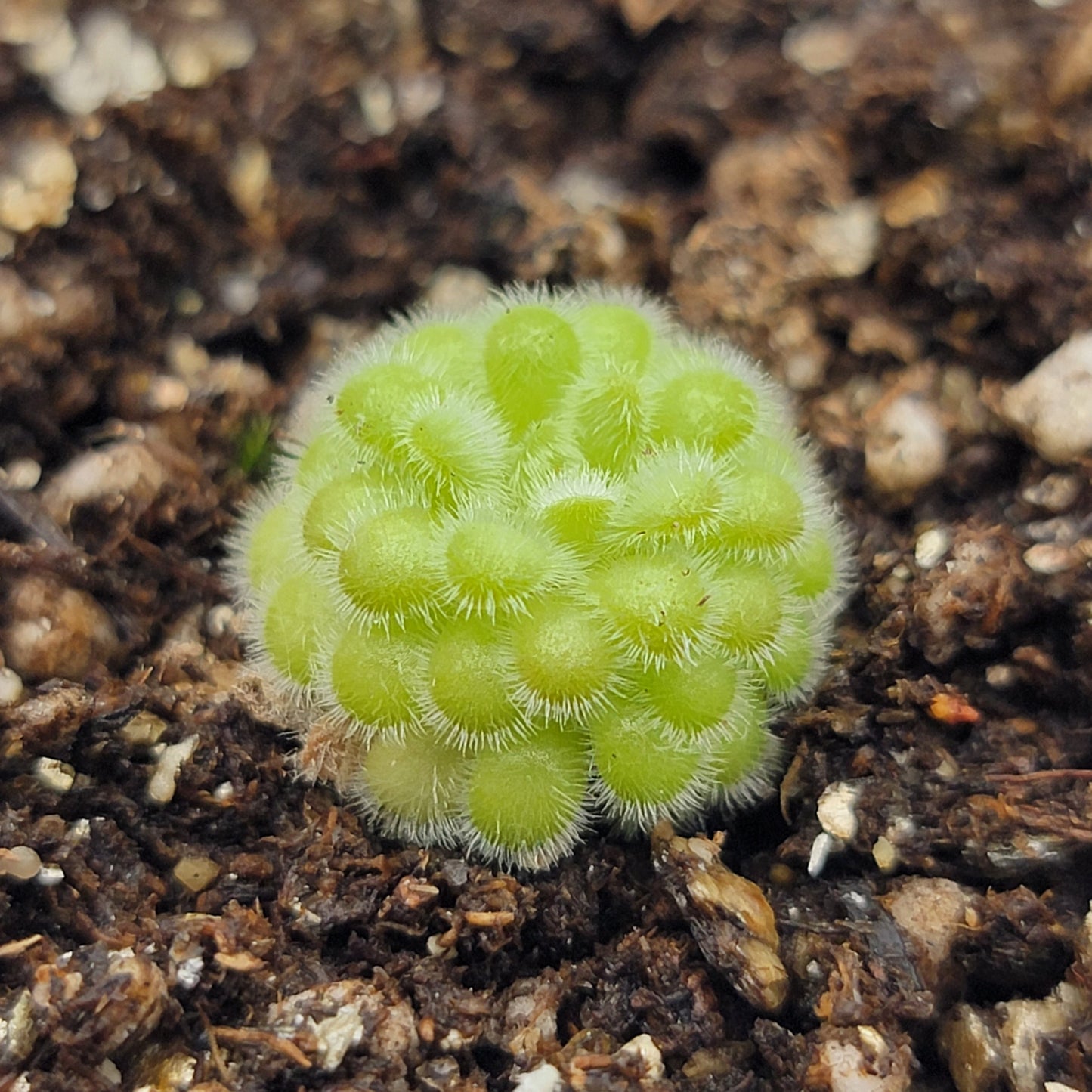 Pinguicula agnata x gypsicola – Carnivorous Butterwort – Butterworts