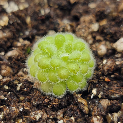 Pinguicula agnata x gypsicola – Carnivorous Butterwort – Butterworts