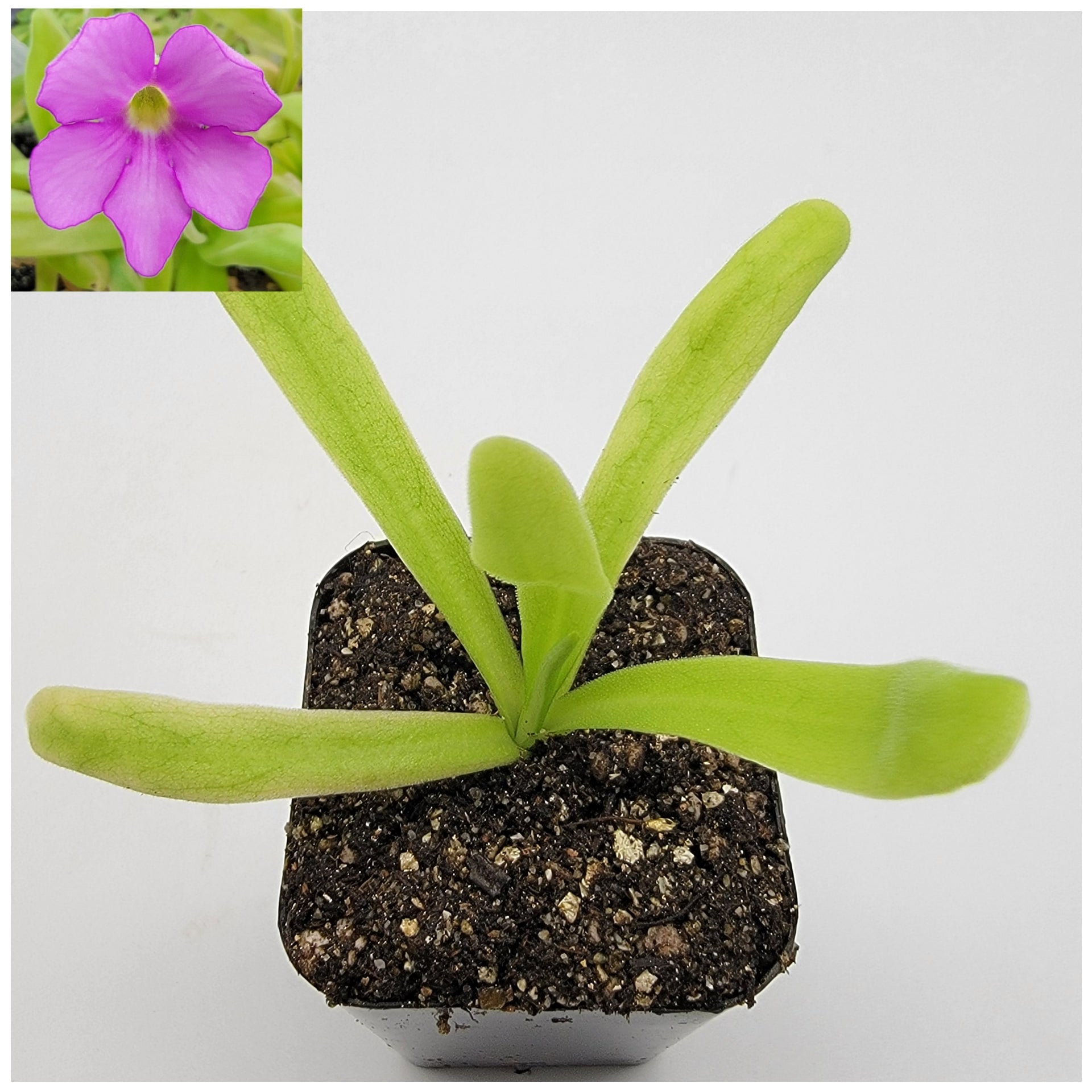 Pinguicula 'Apasionada' – Carnivorous Butterwort Hybrid – Butterworts