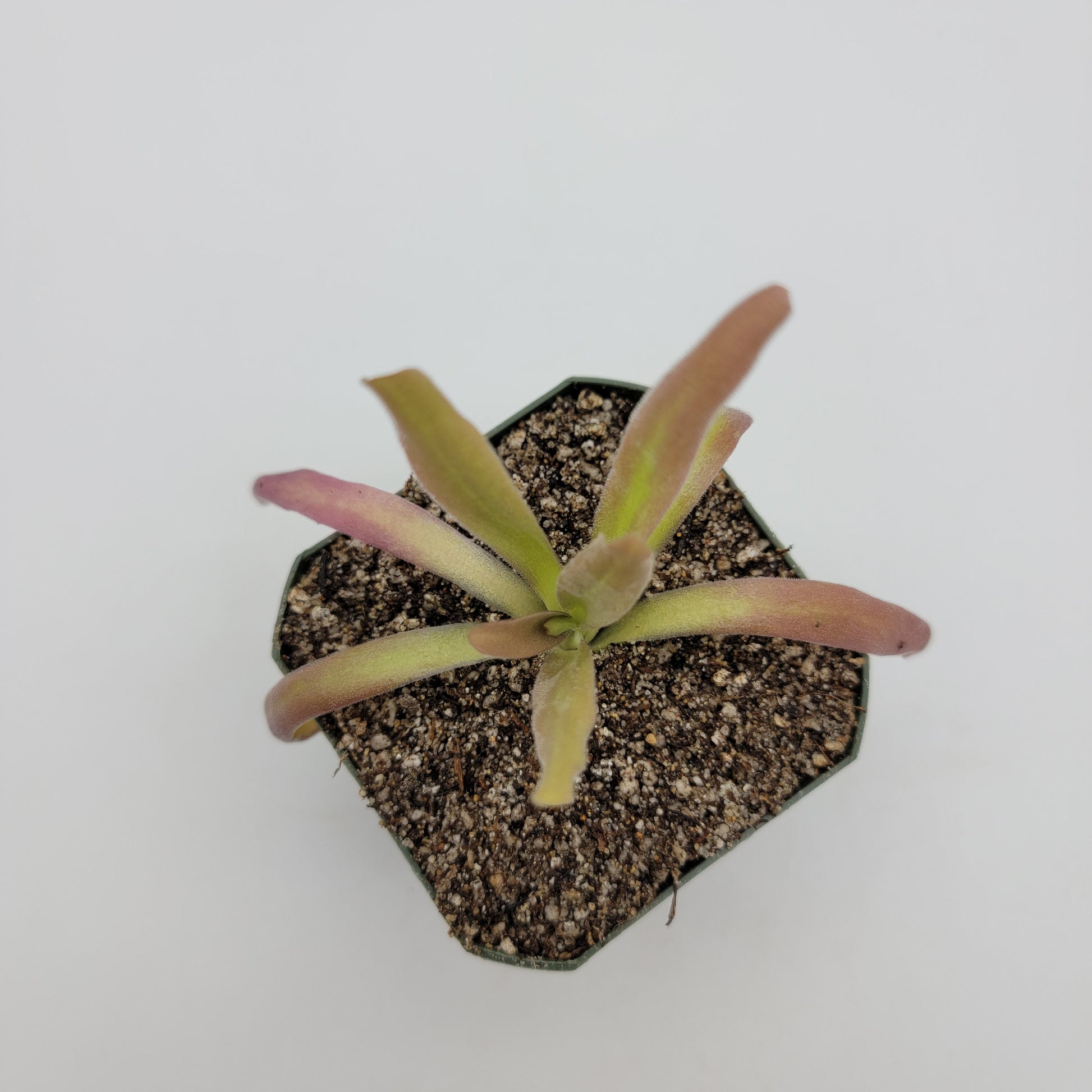 Pinguicula 'Aphrodite' – Carnivorous Butterwort Plant – Butterworts