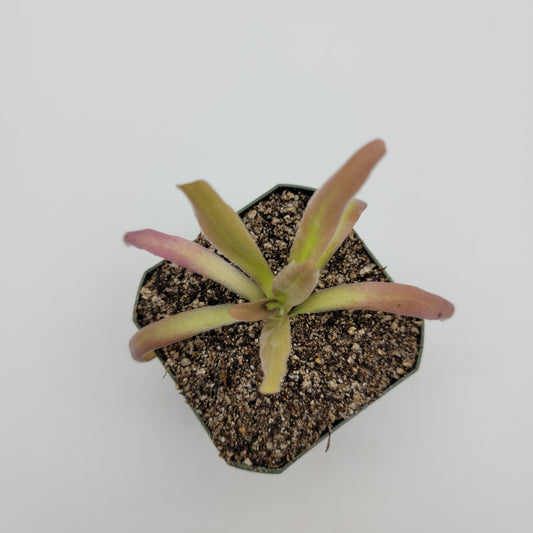 Pinguicula 'Aphrodite' – Carnivorous Butterwort Plant – Butterworts