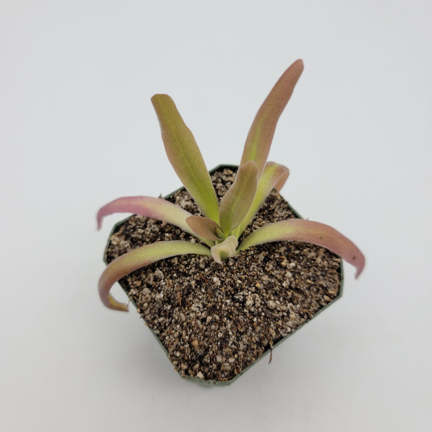 Pinguicula 'Aphrodite' – Carnivorous Butterwort Plant – Butterworts