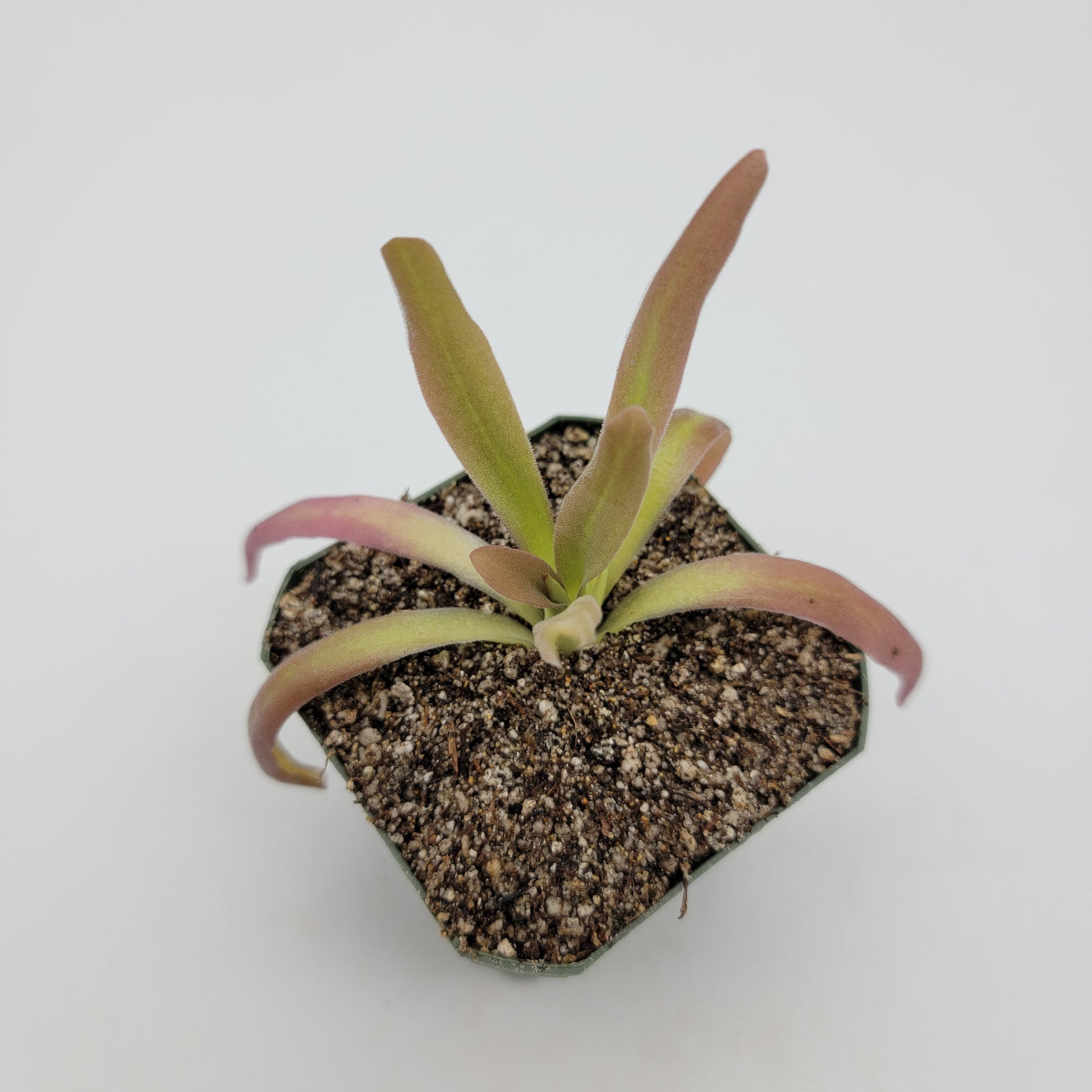 Pinguicula 'Aphrodite' – Carnivorous Butterwort Plant – Butterworts