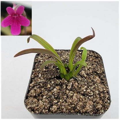 Pinguicula calderoniae – Live Carnivorous Butterwort Plant