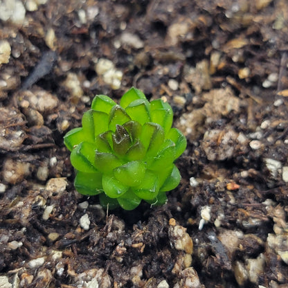 Pinguicula calderoniae – Live Carnivorous Butterwort Plant