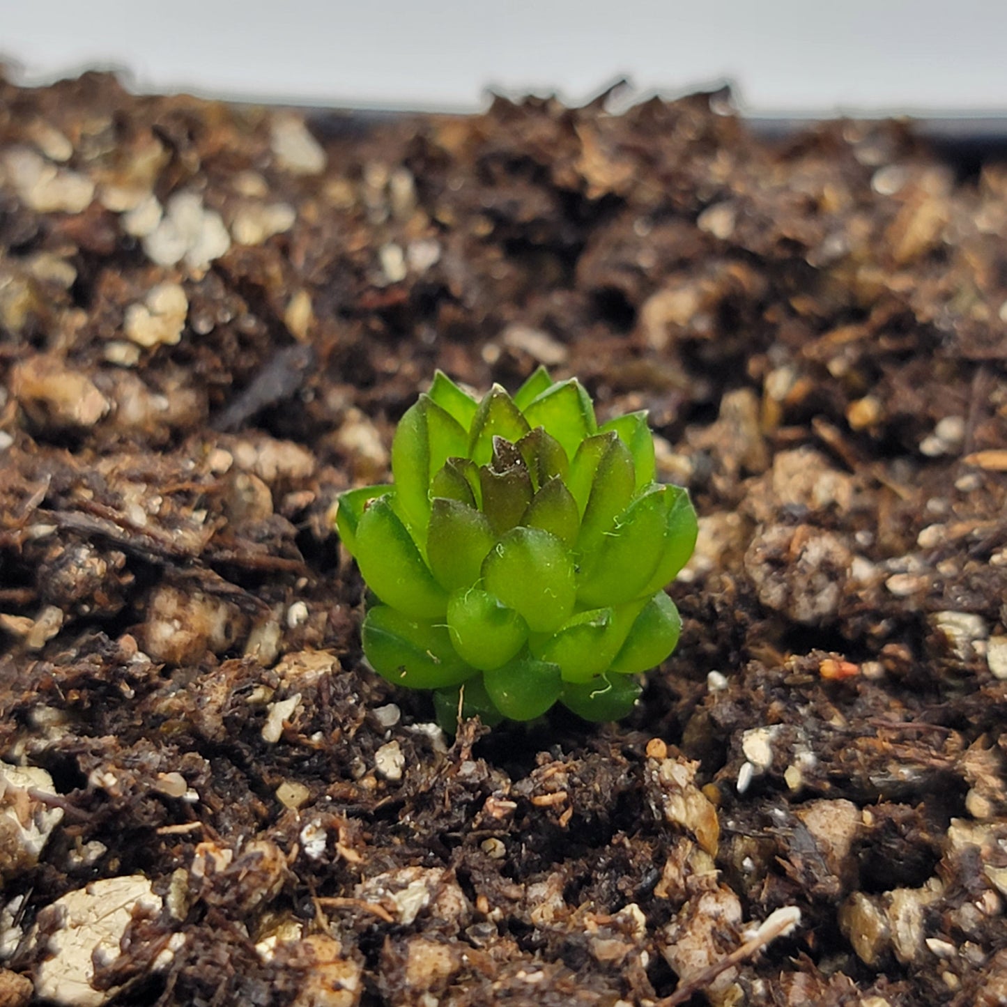 Pinguicula calderoniae – Live Carnivorous Butterwort Plant