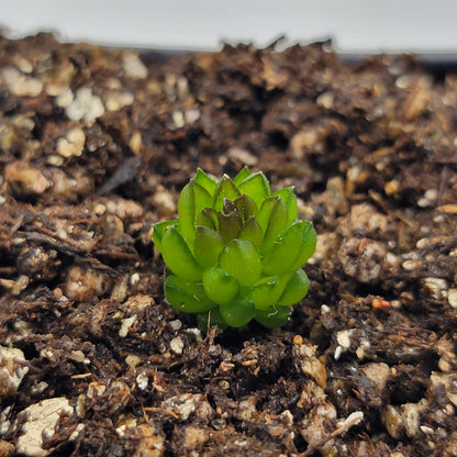 Pinguicula calderoniae – Live Carnivorous Butterwort Plant
