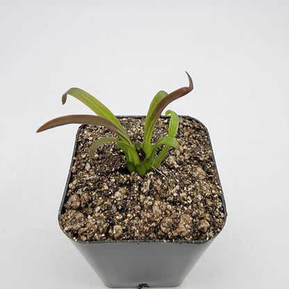 Pinguicula calderoniae – Live Carnivorous Butterwort Plant