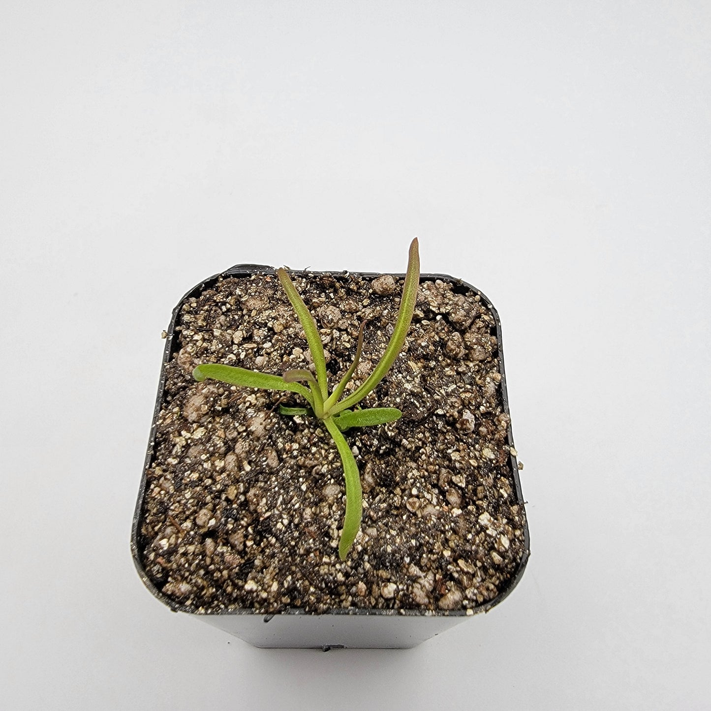 Pinguicula calderoniae – Live Carnivorous Butterwort Plant