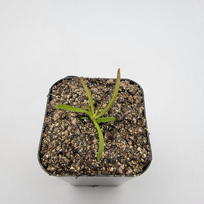 Pinguicula calderoniae – Live Carnivorous Butterwort Plant