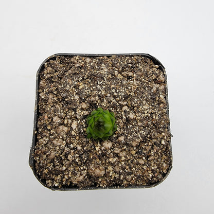 Pinguicula calderoniae – Live Carnivorous Butterwort Plant