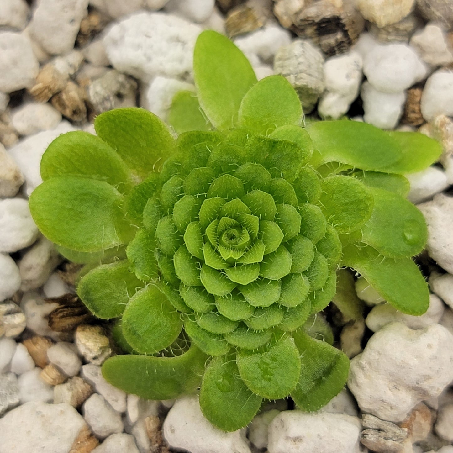 Pinguicula colimensis – Carnivorous Butterwort 0.5–1" – Butterworts