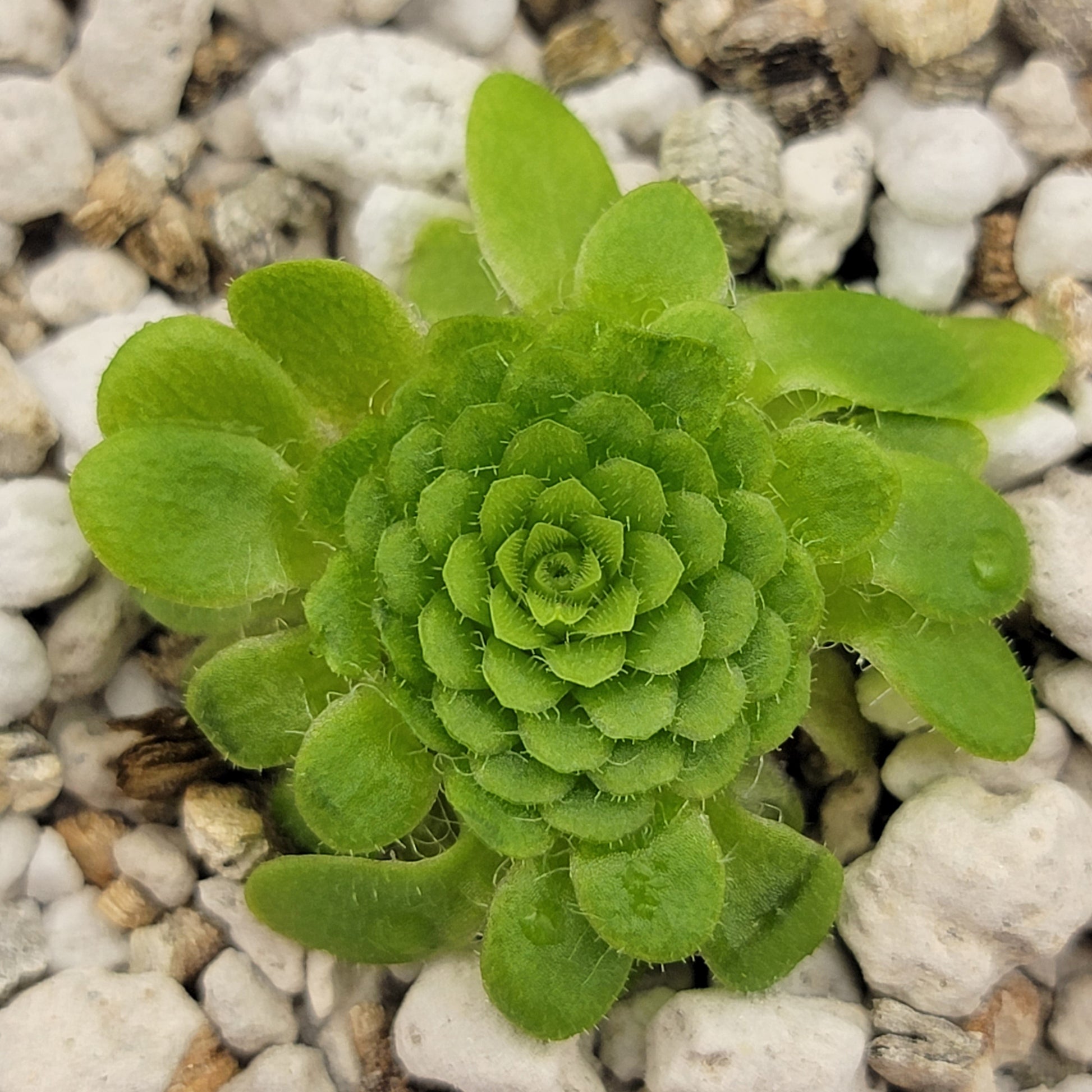 Pinguicula colimensis – Carnivorous Butterwort 0.5–1" – Butterworts