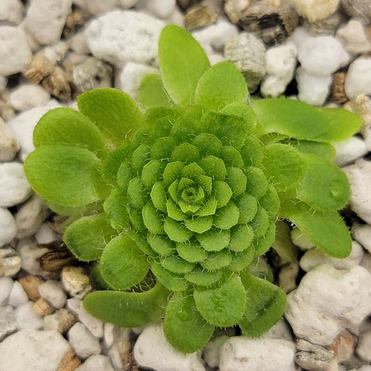 Pinguicula colimensis – Carnivorous Butterwort 0.5–1" – Butterworts