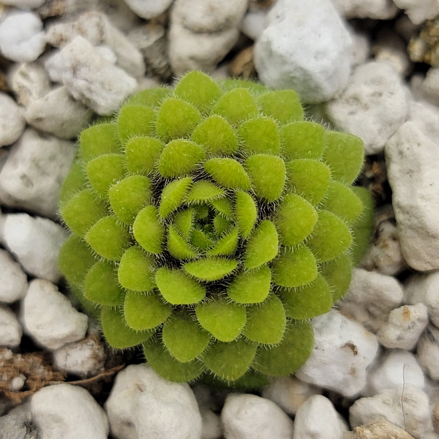 Pinguicula conzattii
