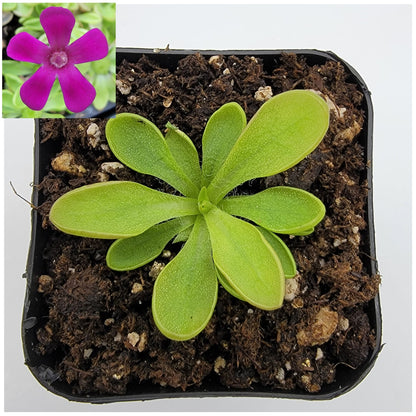 Pinguicula crassifolia – Live Carnivorous Butterwort Plant