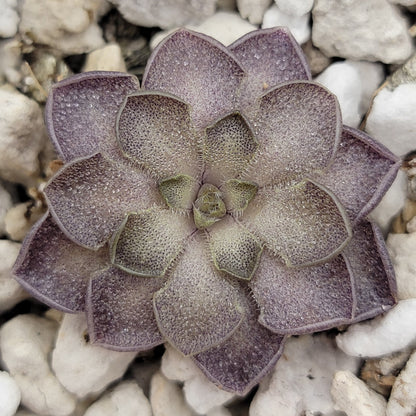 Pinguicula cyclosecta {Dulces Nombres, Nuevo León} – Rare Mexican Carnivorous Butterwort | Live Plant – Butterworts