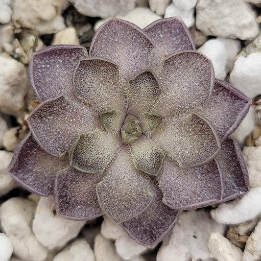 Pinguicula cyclosecta {Dulces Nombres, Nuevo León} – Rare Mexican Carnivorous Butterwort | Live Plant – Butterworts