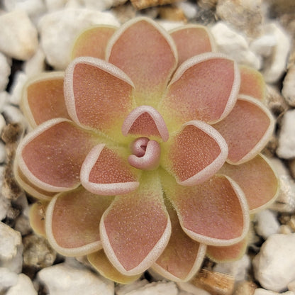 Pinguicula ehlersiae {Tolantongo} – Live Carnivorous Butterwort