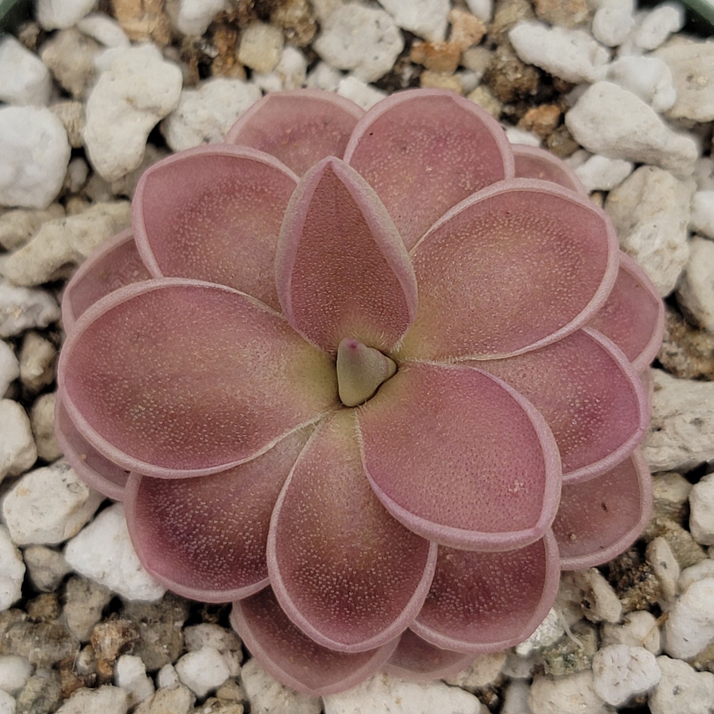 Pinguicula ehlersiae x mesophytica – Live Carnivorous Butterwort