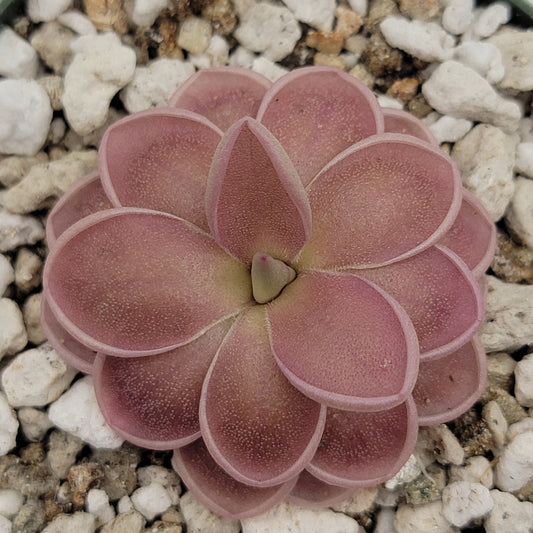 Pinguicula ehlersiae x mesophytica – Live Carnivorous Butterwort