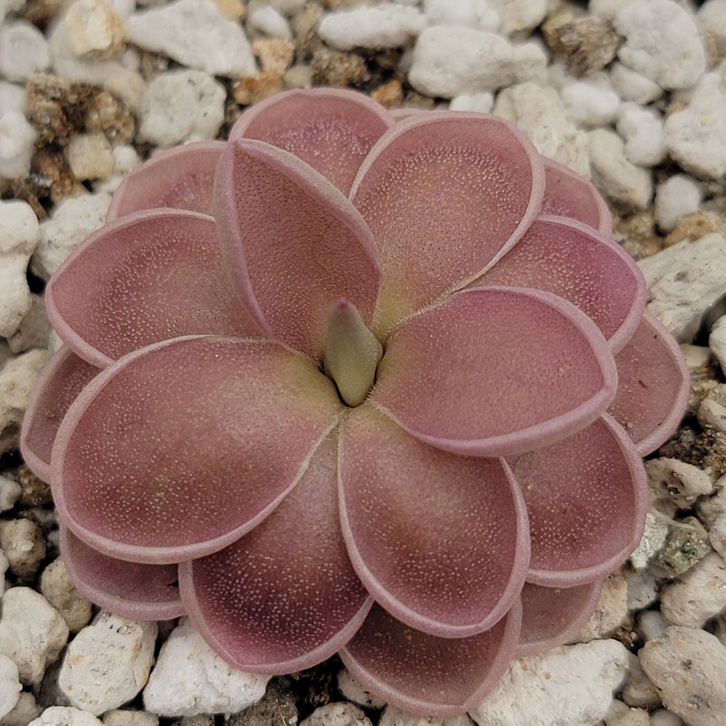 Pinguicula ehlersiae x mesophytica – Live Carnivorous Butterwort
