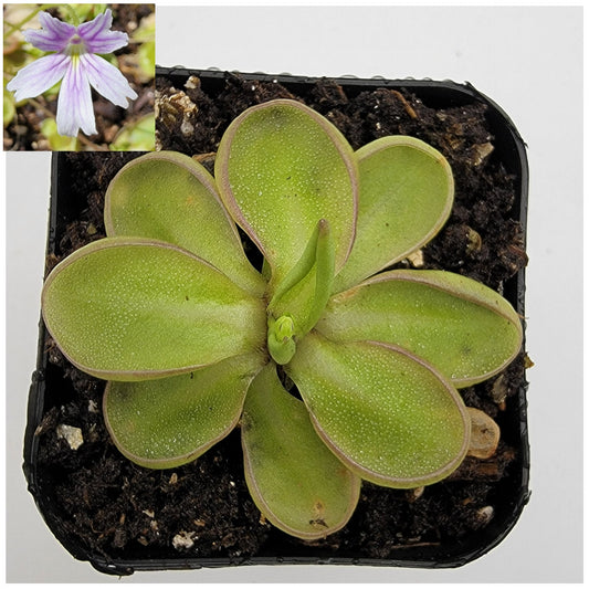 Pinguicula emarginata – Live Carnivorous Butterwort Plant