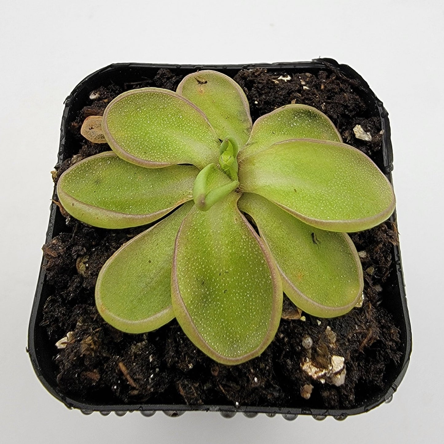 Pinguicula emarginata – Live Carnivorous Butterwort Plant