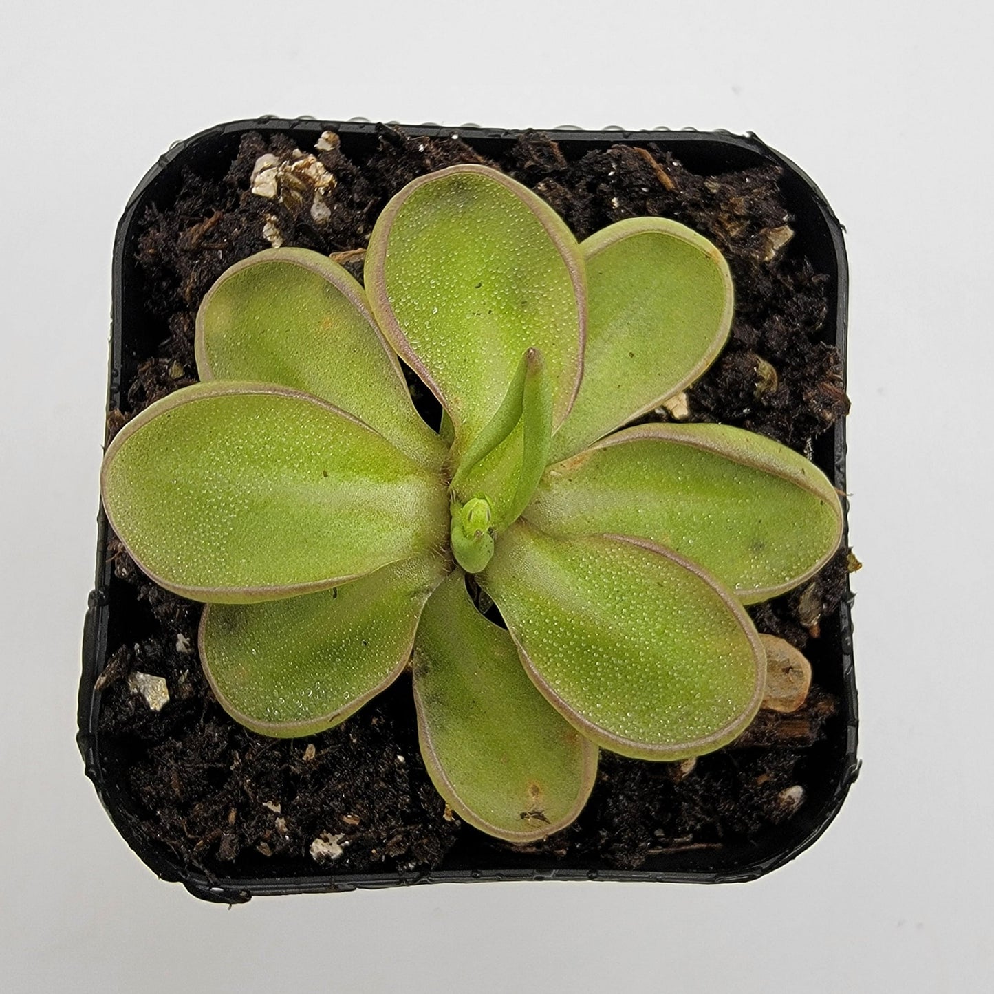 Pinguicula emarginata – Live Carnivorous Butterwort Plant