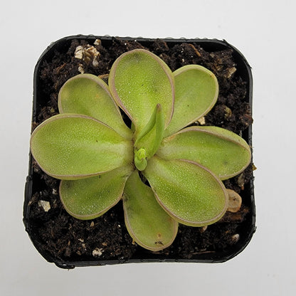 Pinguicula emarginata – Live Carnivorous Butterwort Plant